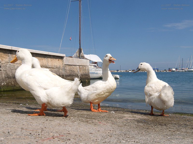 Gänse in Malinska auf der Insel Krk