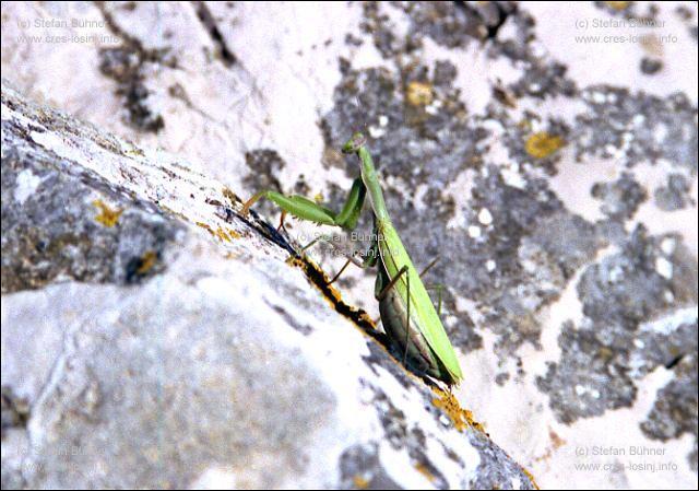 Gottesanbeterin auf dem Osorscica bei Nerezine, Insel Losinj