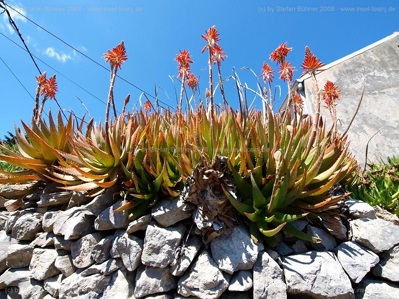 Blumenpracht im Frhjahr auf der Insel Losinj