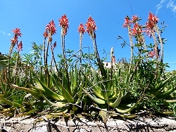 Blumenpracht im Frhjahr auf der Insel Losinj 