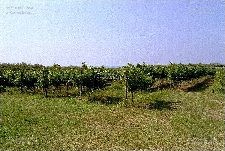 Weinreben auf Susak