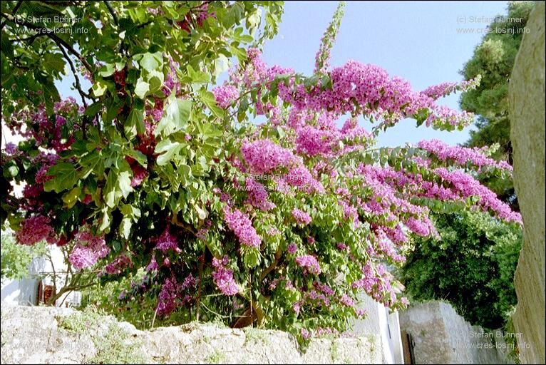 Bltenpracht in den Gassen von Veli Losinj